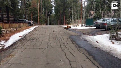 Le bâton de ce chien.. est un tronc d'arbre entier !