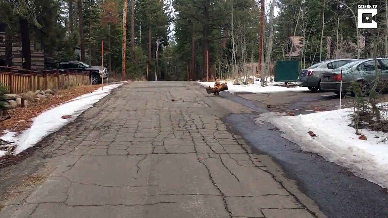 Le bâton de ce chien.. est un tronc d'arbre entier !