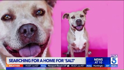 Dog Abandoned 3 Years Ago Still Searching for Forever Home