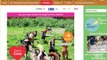 Shelter Lets 450 Dogs Play Outside Together | What's Trending Now
