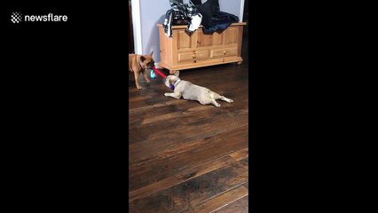 Sibling rivalry! Sister lets brother take her for slide in French bulldog tug of war
