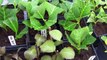 Propagating Hydrangea Cuttings the Easy Way