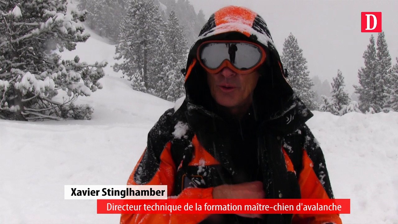 Pyrénées : à l'école des chiens d'avalanche