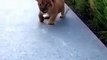 *PART 2* This Lion Cub Trying to Roar is the Cutest Thing You Will See This Whole day!