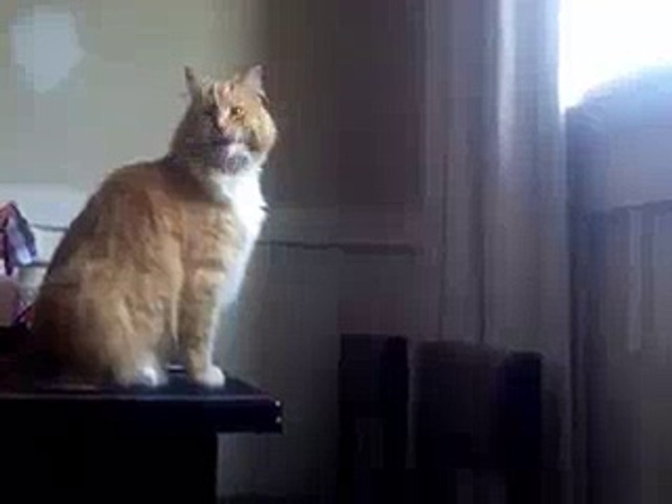 Epic Cat Fail(whatsappmasti.com)