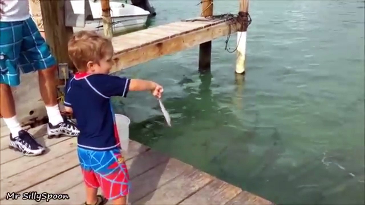 Thieving Animals  Animals Stealing things!  Crafty, Funny Pets and Animals Caught Stealing!