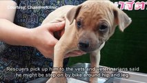 Two Months Puppy Lying on the Ground with Broken Leg Tried to Stand Up and Move