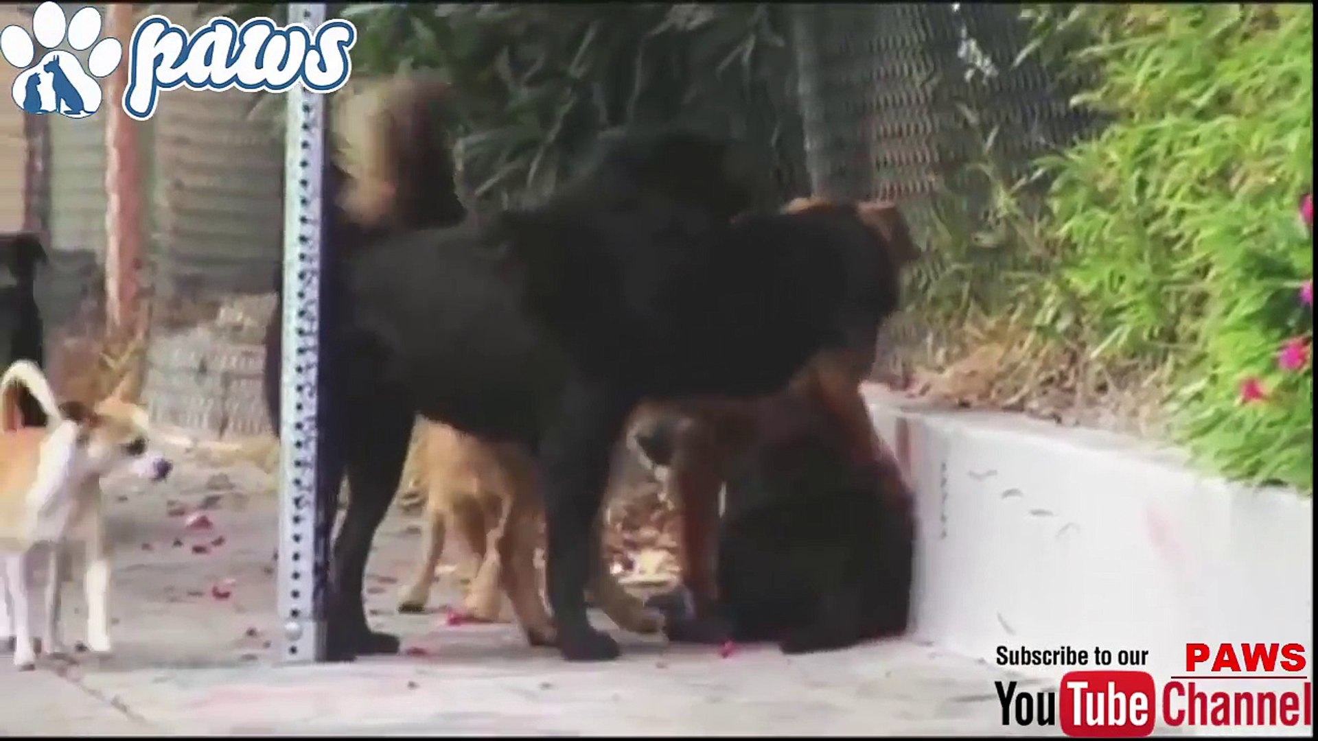 63+ Rottweiler Vs Pitbull Fight