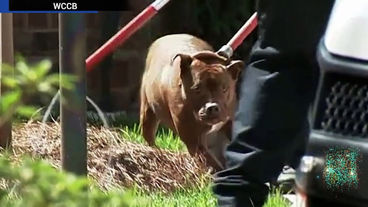 Pitbull attack: Pet owner slits throat  of pit bull that mauled his poodle to death - TomoNews