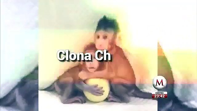 Científicos chinos clonan monos, ¿siguen los humanos?