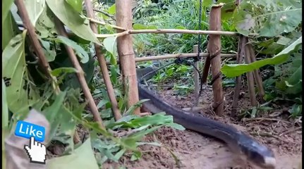 Ce piège à serpent est incroyable...