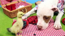 This Rescue Dog Adopted Two Abandoned Ducklings