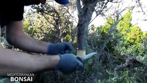 How To Collect Material For Bonsai: Air Layering Olive Tree (Olea sylvestris)