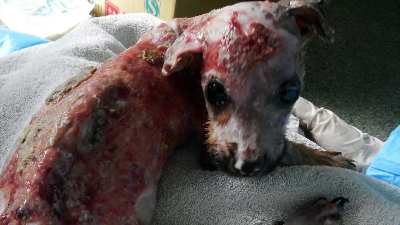 Tuffy - a dog who refused to be beaten by cruelty