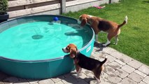 Funny BEAGLE Things! Why You Should Get A Beagle Dog. Episode #6