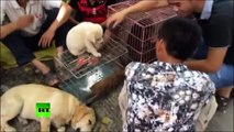 Hidden cam captures China's 'barbaric' Yulin dog meat festival preparations
