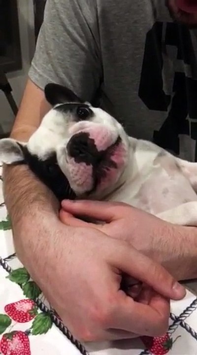 Littel French Bulldog "talking" about is problems!