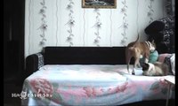 When the dog stays at home alone / Пока никто не видит