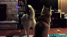 DOG SCARED OF REFLECTION Animals vs Mirrors | Snow Dog Short 39