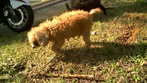 STRAY Red Poodle Teddy Bear - World's Cutest Stray Dog