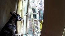 Dog unlocks window, sneaks out of house