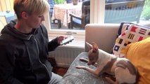 Stop barking at the door - dog training