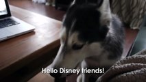 Mishka the Talking Husky Thanks Disney! - SUBTITLED