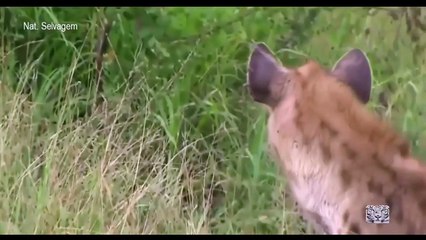 As Gangues da África   Cães Selvagem    (replay)