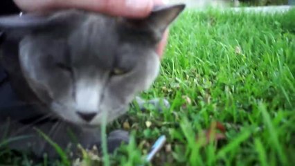 Talking Kitty Cat 59 - Grounded Forever!