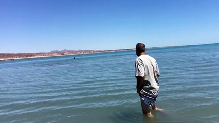 Pearson Brothers Winery films 15 ft white shark in 3 ft of water