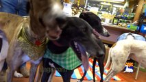 Come Meet Me and Fall in Love with Greyhounds at Mardi Greys by Greyhound Pets of Arizona