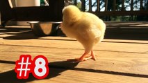Top 10 Funniest Cute Pet & Animal Clips, Bloopers & Outtakes Weekly Compilation | Kyoot Animals