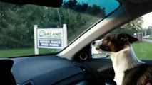 Puppy realizes he's at dog park, goes absolutely bonkers