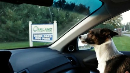 Puppy realizes he's at dog park, goes absolutely bonkers