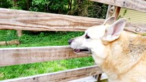 Cher Bear Toys Pets German Shepherd Best Tricks 2016 Dog Pet Videos With ZerO From DCTC