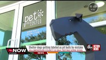 Pit bulls frequently mislabeled at pet shelters, reveals UF study