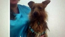 Video of Dog Euthanized by Hannah the Pet Society