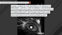 Researchers Capture Changing Pupil Size Of Sleeping Mice On Video For First Time