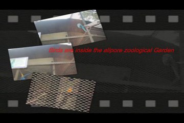 Birds are inside the alipore zoological garden !! they are looking very attractive