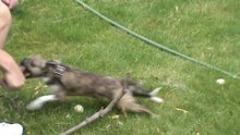 Angry Chihuahua