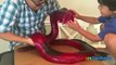 WORLDS LARGEST GUMMY SNAKE CANDY CHALLENGE 26lb Giant Gummy Worm Python Ryan ToysReview