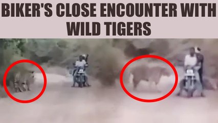 Download Video: Indian biker's close encounter with wild tigers caught on camera, Watch | Oneindia News