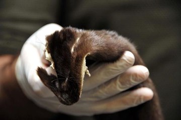 Atatürk Havalimanı'nda Kaçakçılık Operasyonu! 200 Porsuk Kürküne El Konuldu