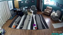 SIBERIAN HUSKY GOES CRAZY | Caught on Hidden Camera | Snow Dog Short 43