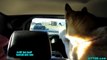 HUSKY vs CAR | Snow Dog Short 44 | Funny Dog Caught on Camera
