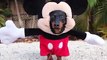 Dog Dressed as Mickey Mouse!