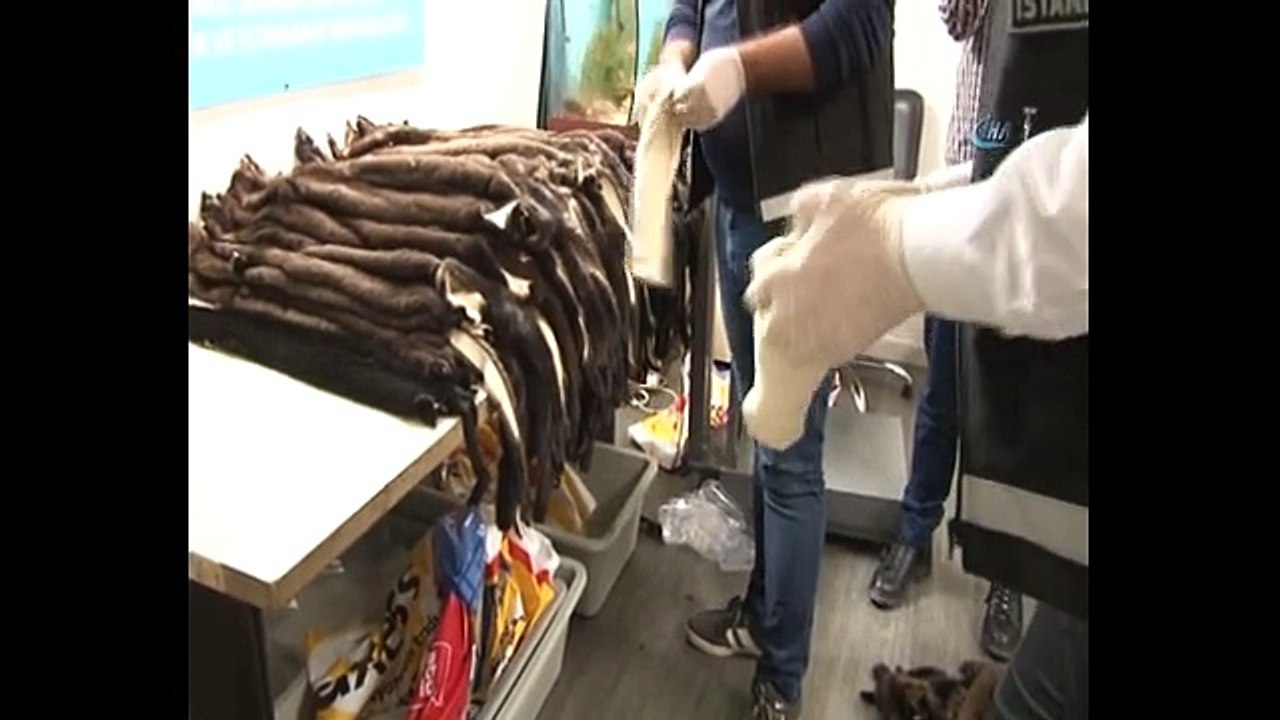 Atatürk Havalimanı'nda 200 porsuk kürkü ele geçirildi