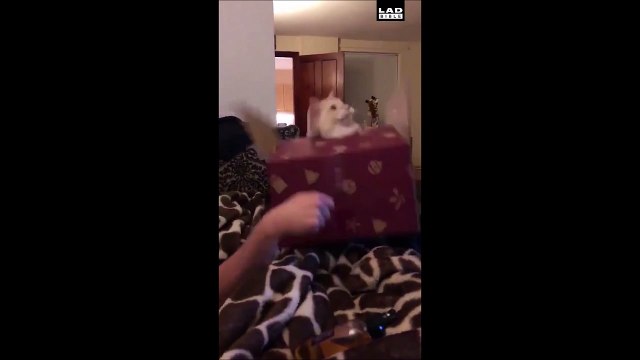 Un jack-in-the-box plus vrai que nature... Normal! C'est un vrai chat