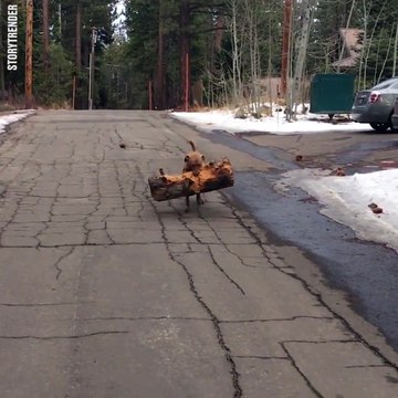 Quand ton chien te remmène un petit morceau de bois...