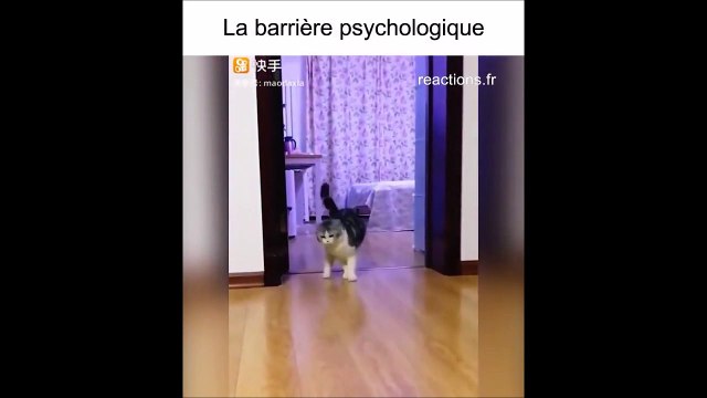 Il fait croire à son chat qu'il y a un obstacle au milieu du salon... Et son chat y croit